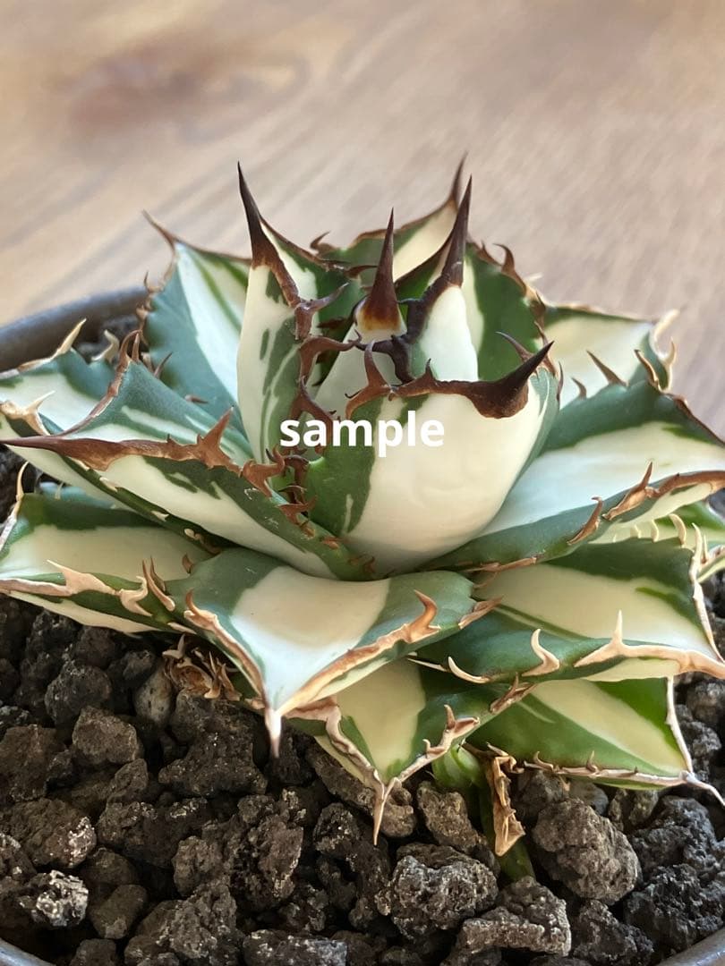 サービス品 【鉢ごと発送】速達 アガベ 太陽神錦 白中斑 TC - メルカリ