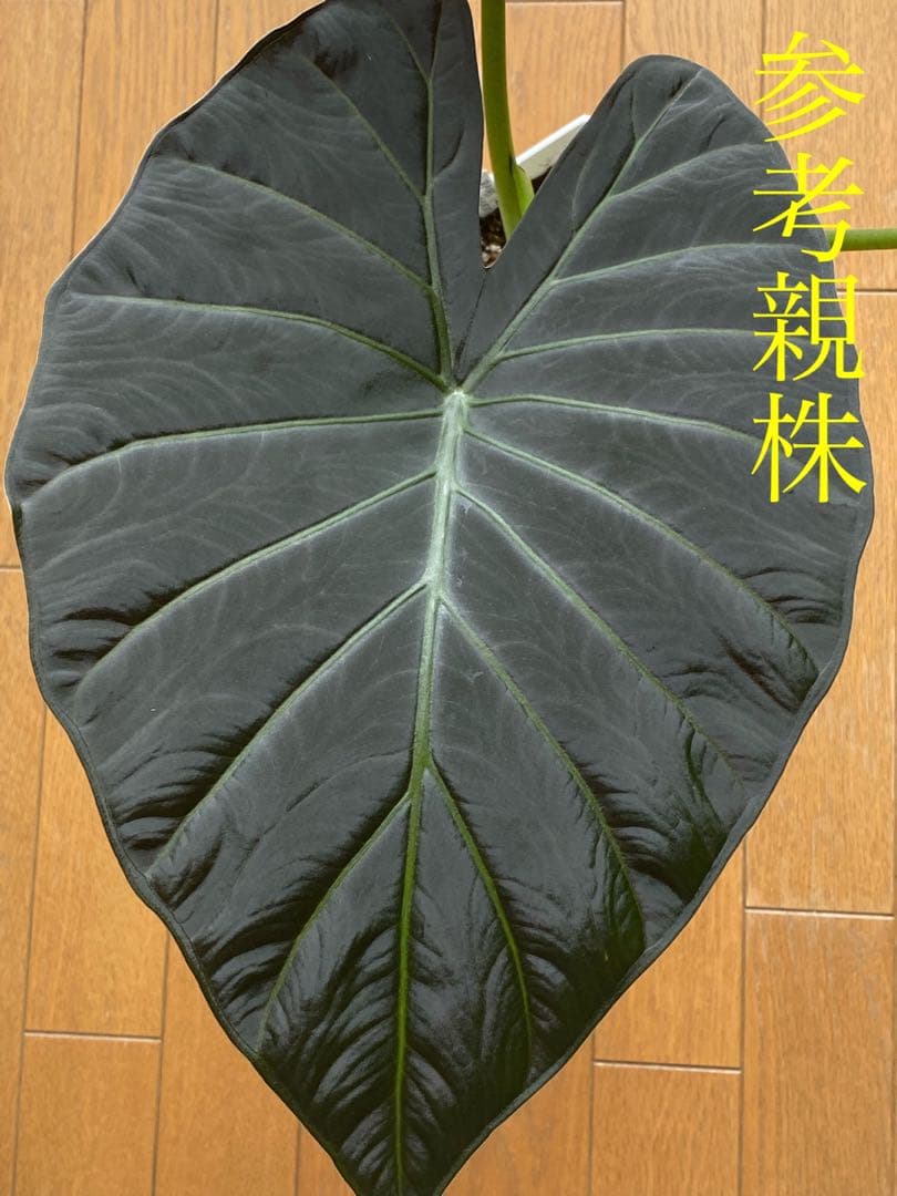 希少‼️種芋から育てました‼️】アロカシア リーガルシールド