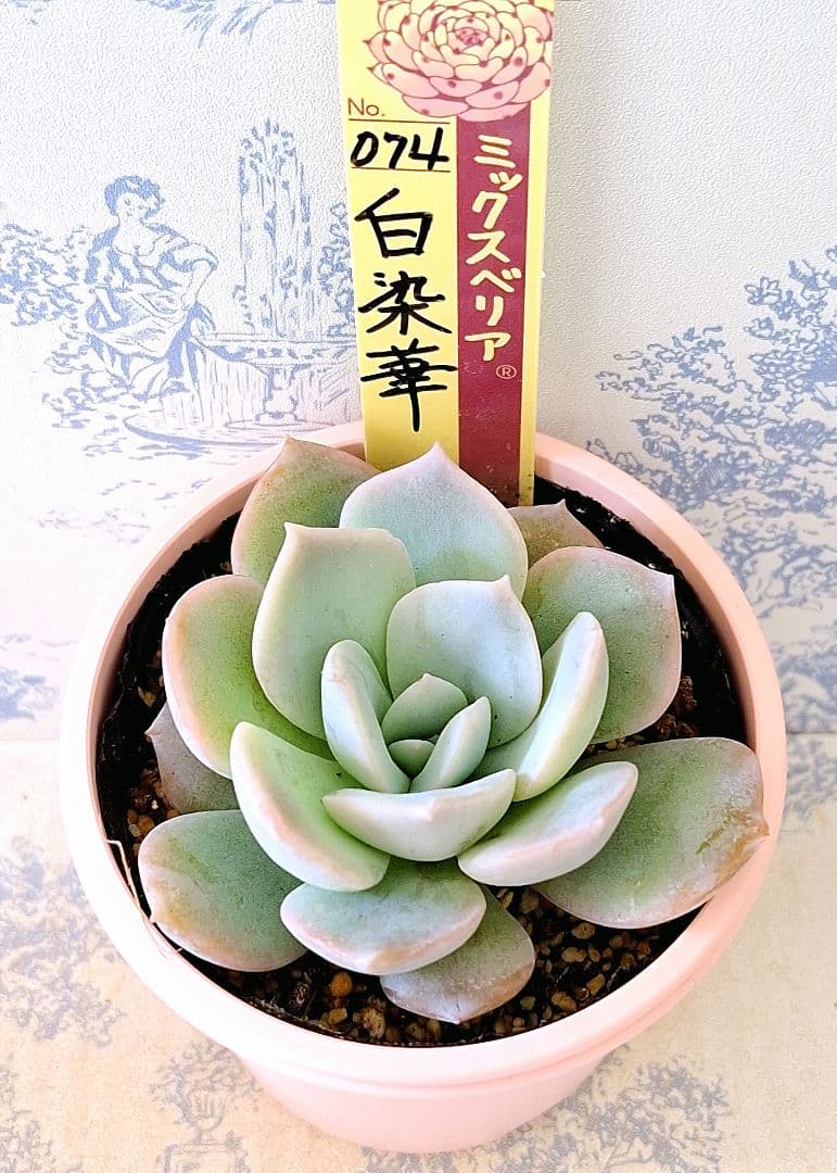 白染華 札付きポットごとメルカリ便おらいさん苗ミックスベリア - メルカリ
