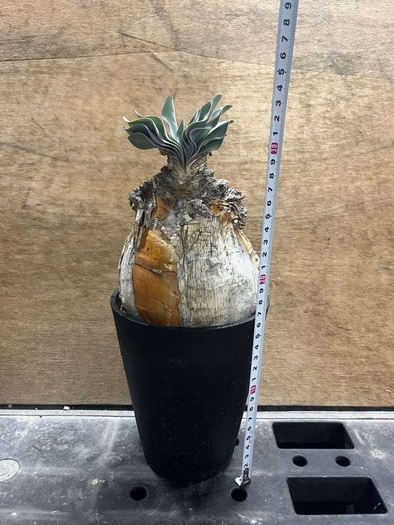 ブーファン ハエマンソイデス （検 ハエマントイデス ディスティチャ