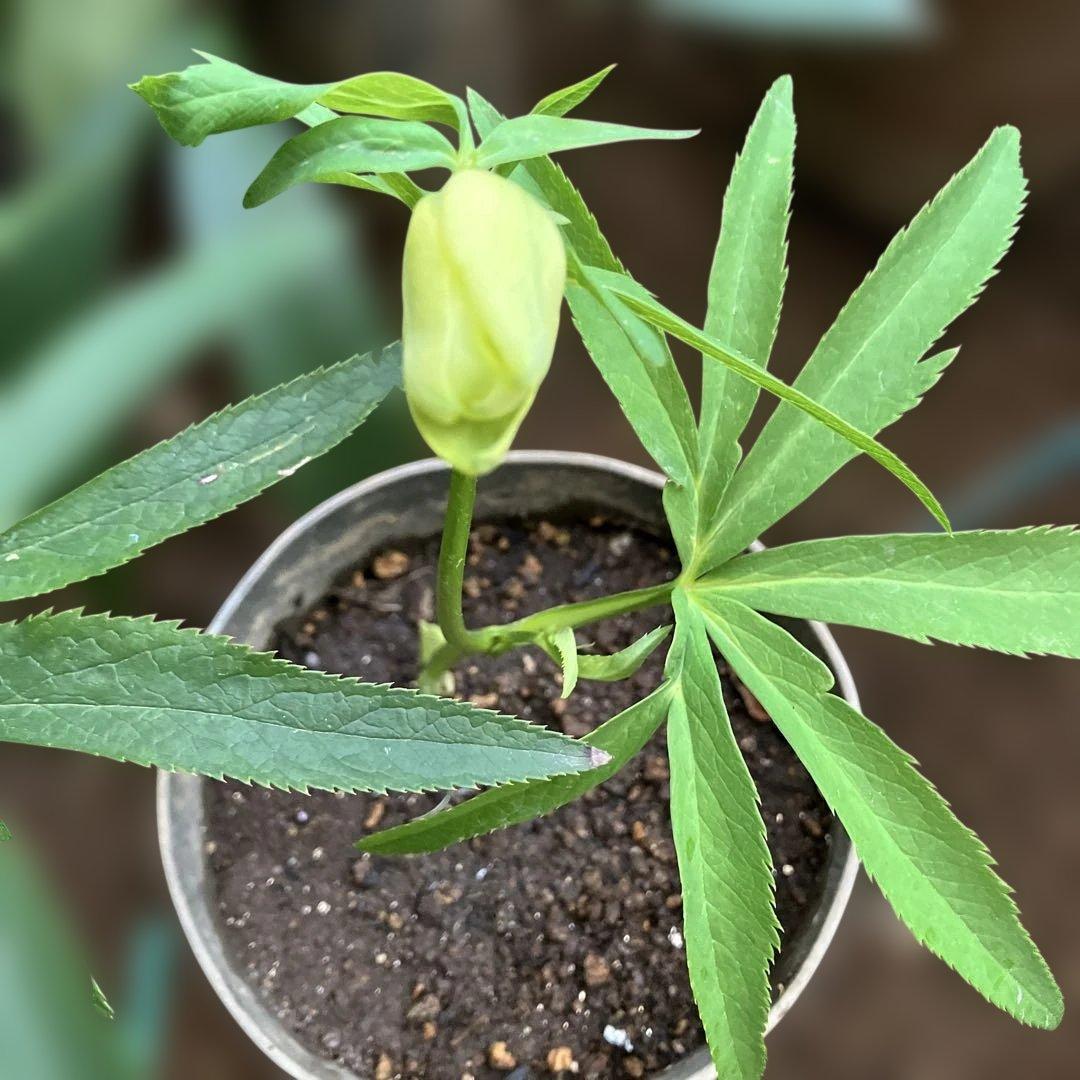 クリスマスローズ原種 リグリクス - メルカリ