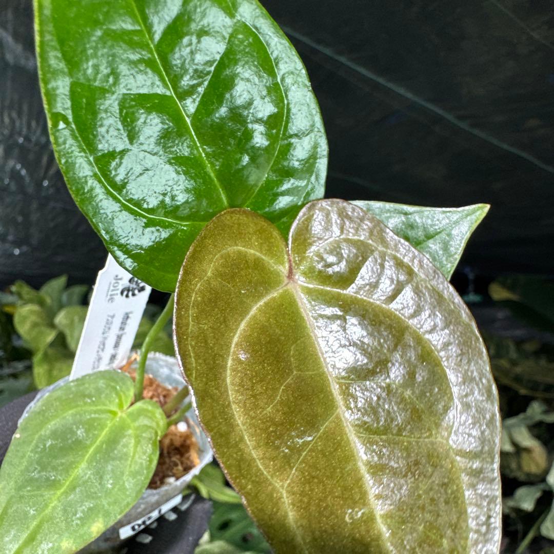 DR1アンスリウム ベッセアエ × デビリス×ドリームウィーバー