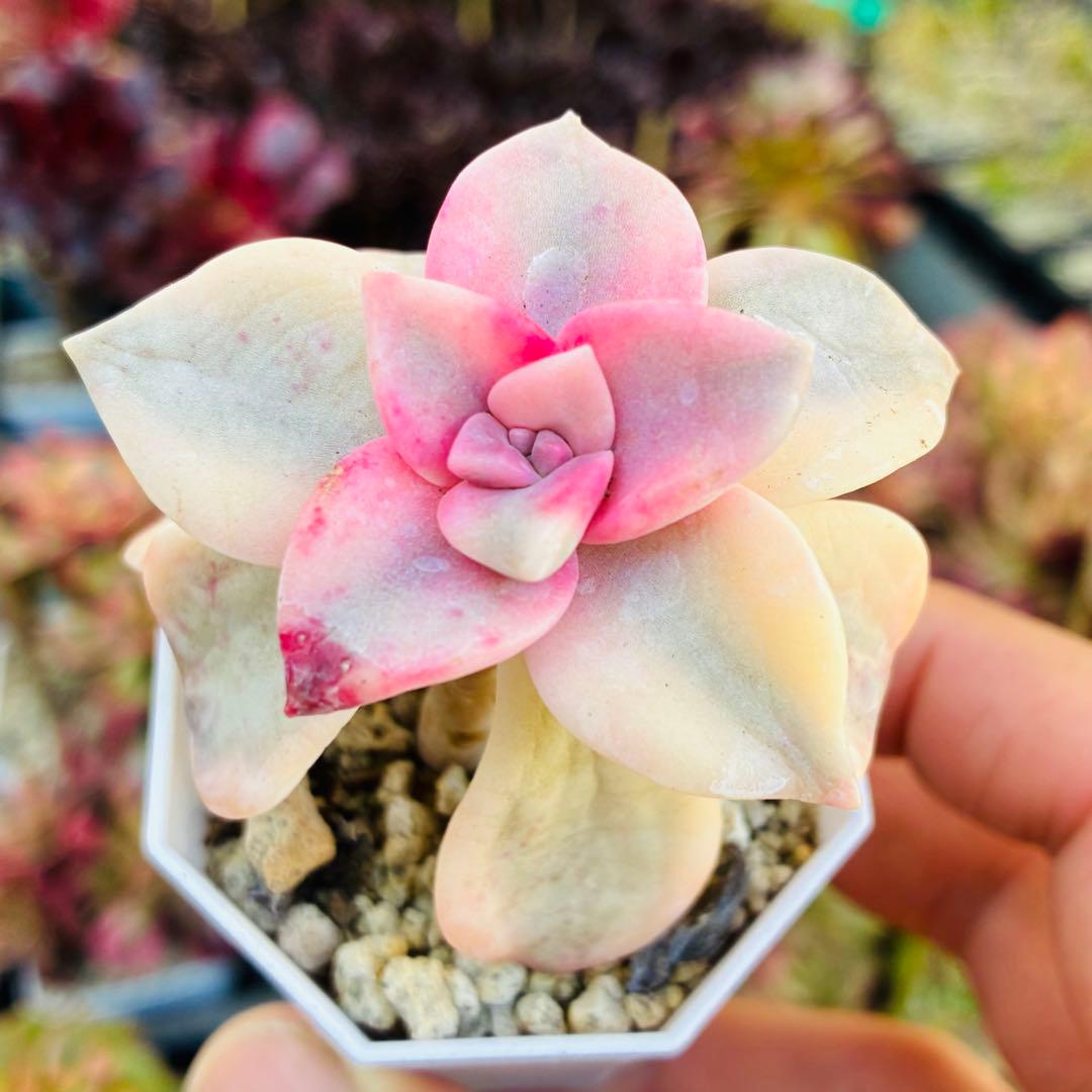 t*o様 現物 パープルディライト錦 エケベリア 多肉植物 - メルカリ