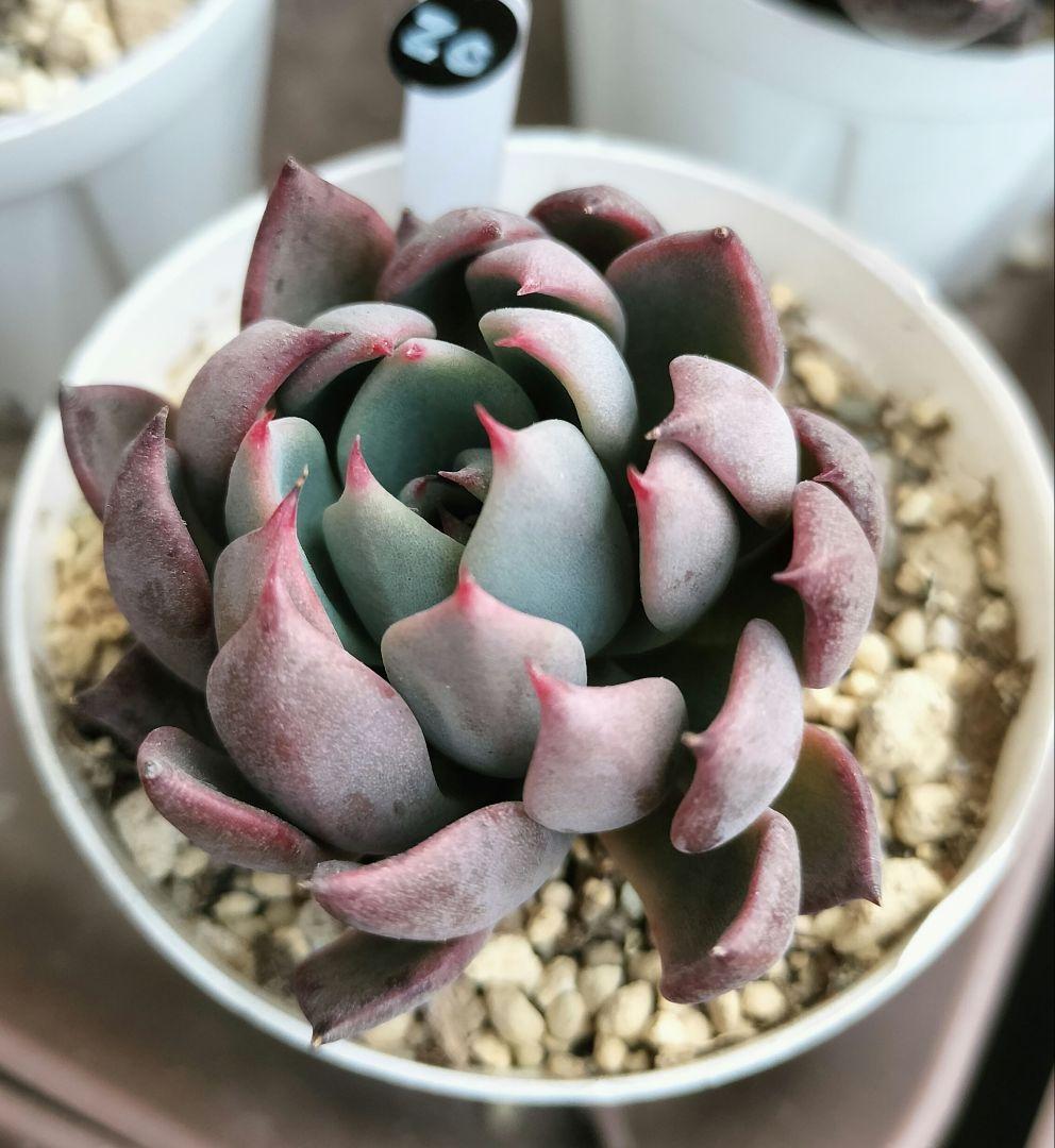 ミックスベリア 赤鬼 - メルカリ