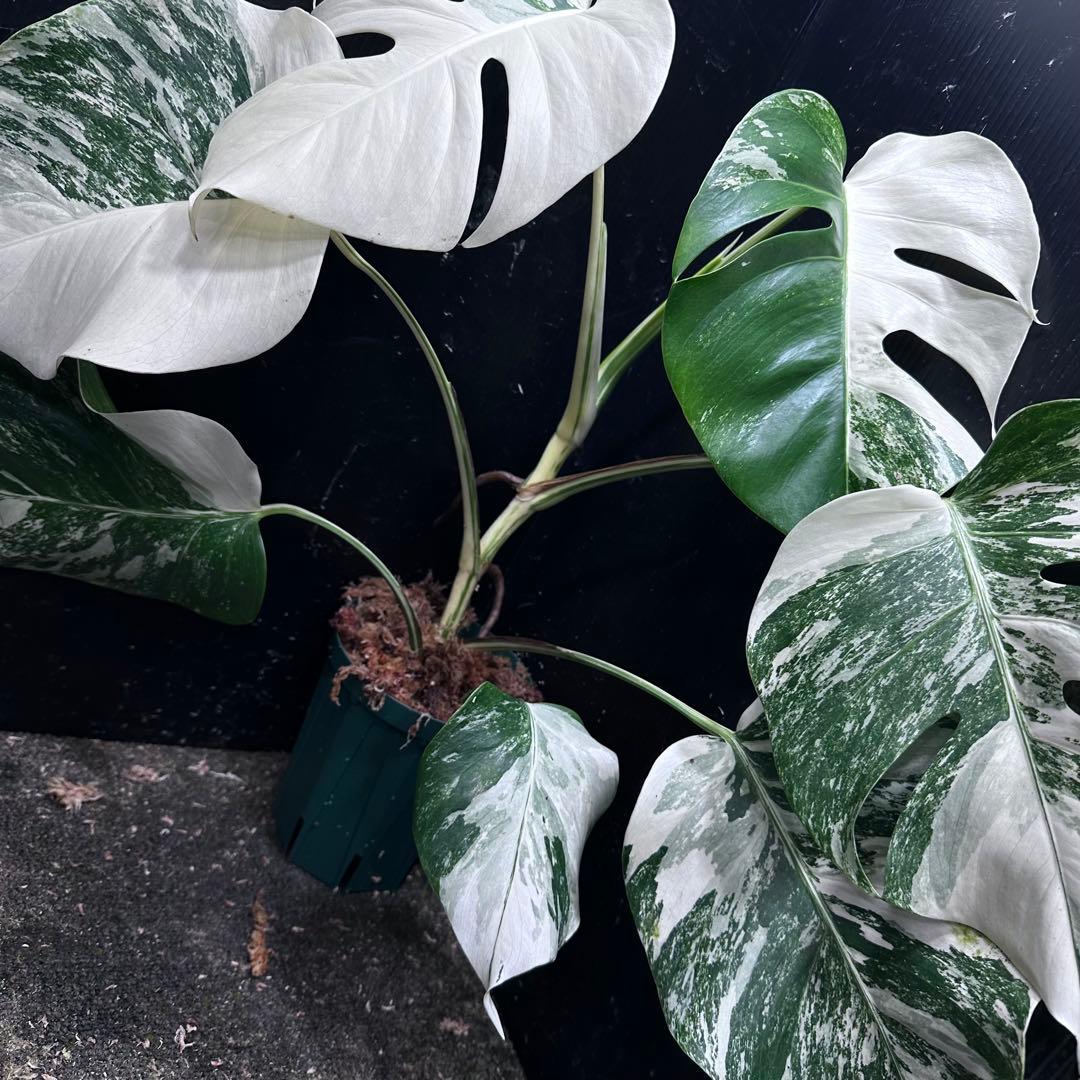 ば*ん様 斑入りモンステラ ホワイトタイガー極美大株51cm白斑多 - メルカリ