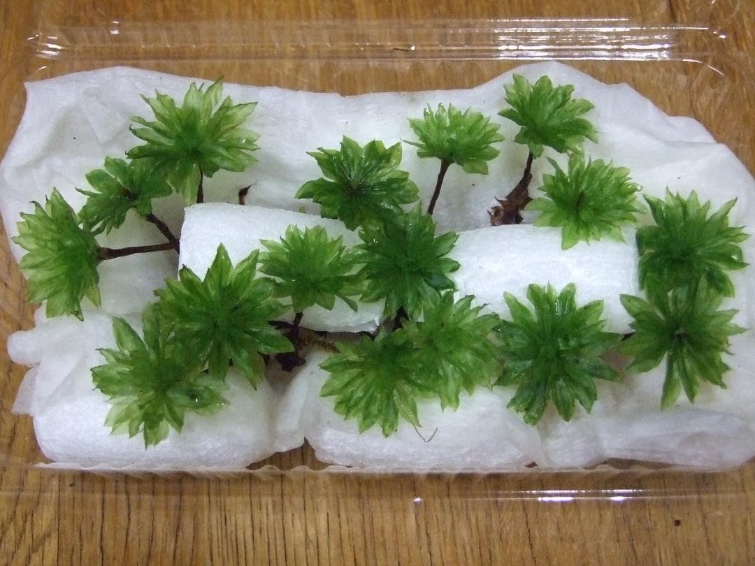 teru3様専用 コケ各種8パレットとカサゴケ15本入1パック - メルカリ