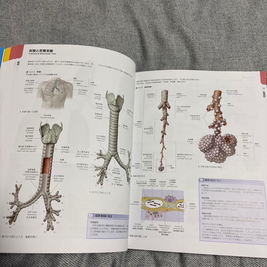 プロメテウス 解剖学コアアトラス 第4版 - メルカリ