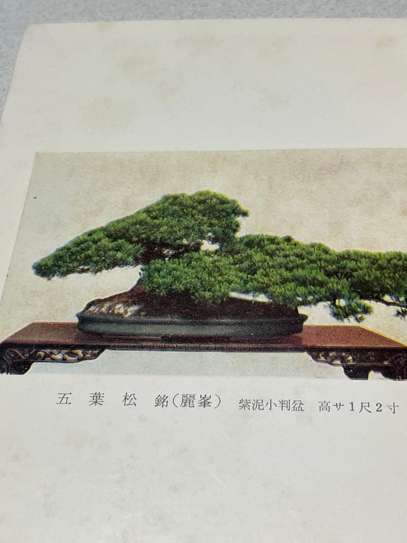 記念帖 盆栽 盆栽鉢 水石 | 激安通販のイーサプライ