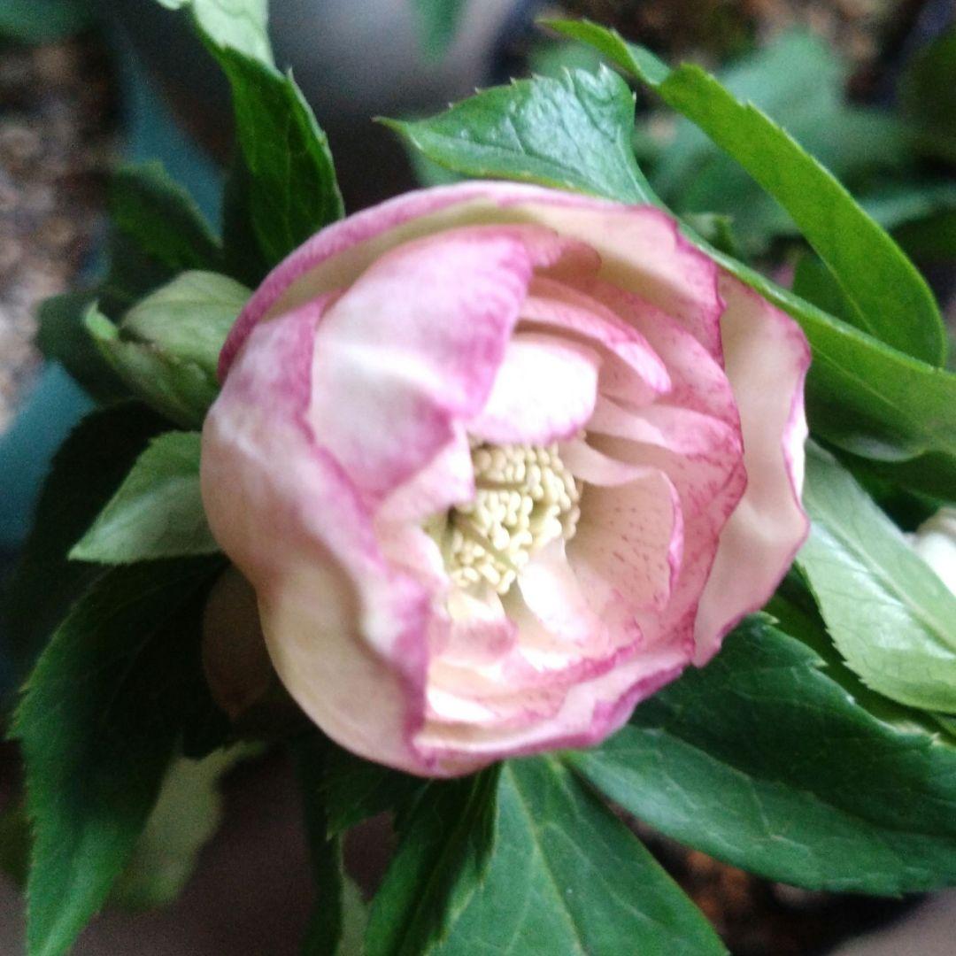 クリスマスローズ ふんわり ピンクグラデーションdd 開花株 - メルカリ