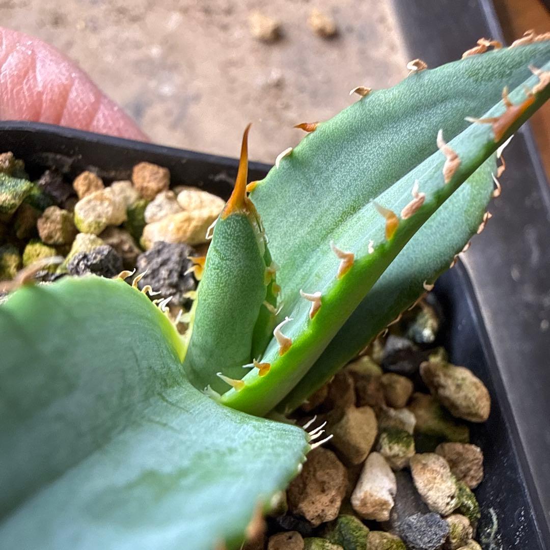 98 アガベ 青葉 オテロイ実生 選抜 チタノタ オアハカ ブルー - メルカリ