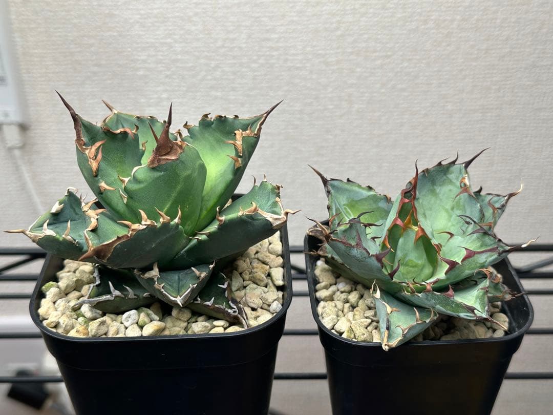 アガベ チタノタ オテロイ 包心龍 OC株 太バンド 14