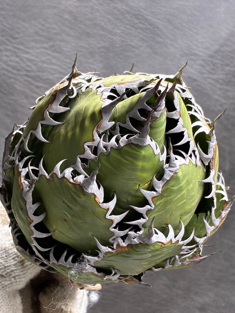 アガベ ホリダ 極上株 極上強刺 球状株 Agave horrida - メルカリ