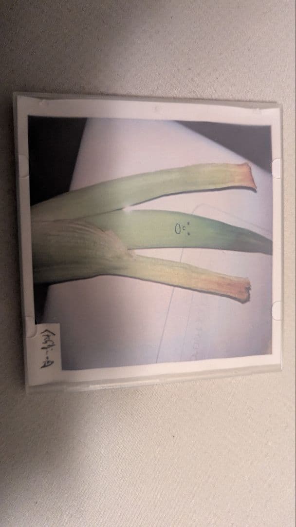 くだらない一日 デモCD くだらない1日 Discography: Vinyl, CDs, & More | Discogs