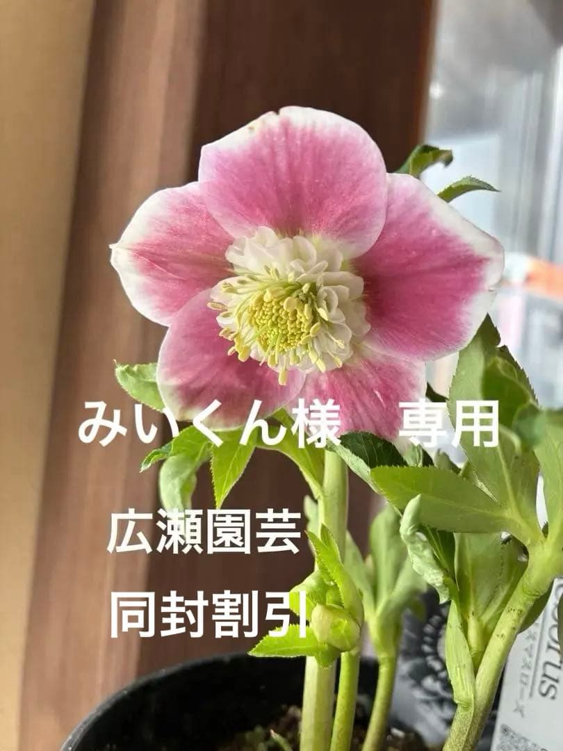 みぃくん　セミダブル白覆輪 MF-8139_main2.jpg