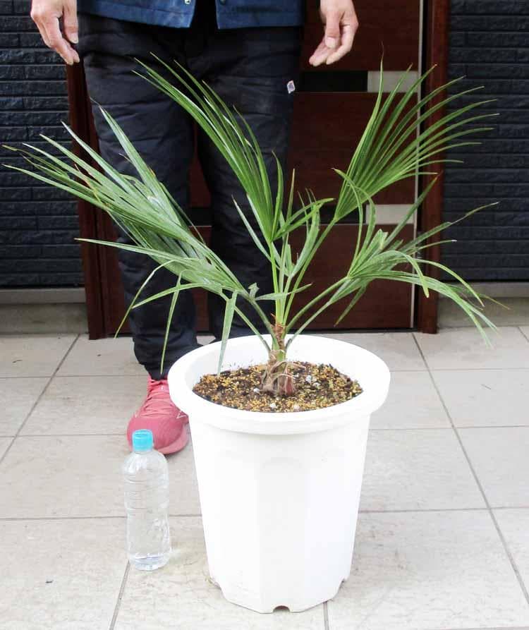 現品】ブラヘア・スーパーシルバー 10号 3S番 ヤシの木 椰子の木