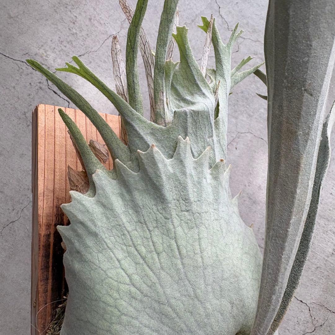 ビカクシダベイチー アーバンリバー 子株 oc veitchii - メルカリ