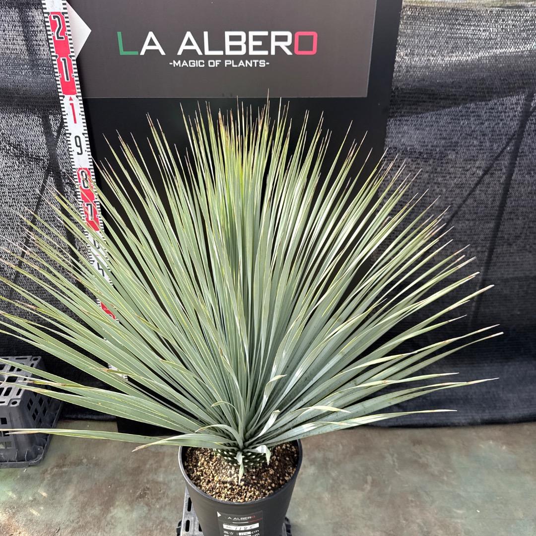 AL1042】ユッカ ロストラータ ランチョブルー 数量限定販売 ✨【限定