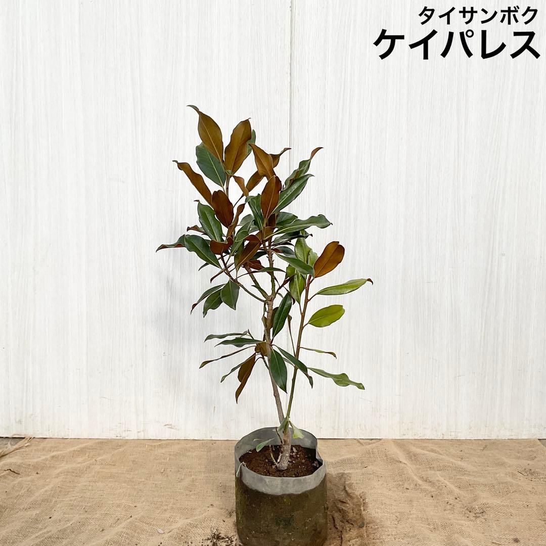 タイサンボク ケイパレス /916 - メルカリ