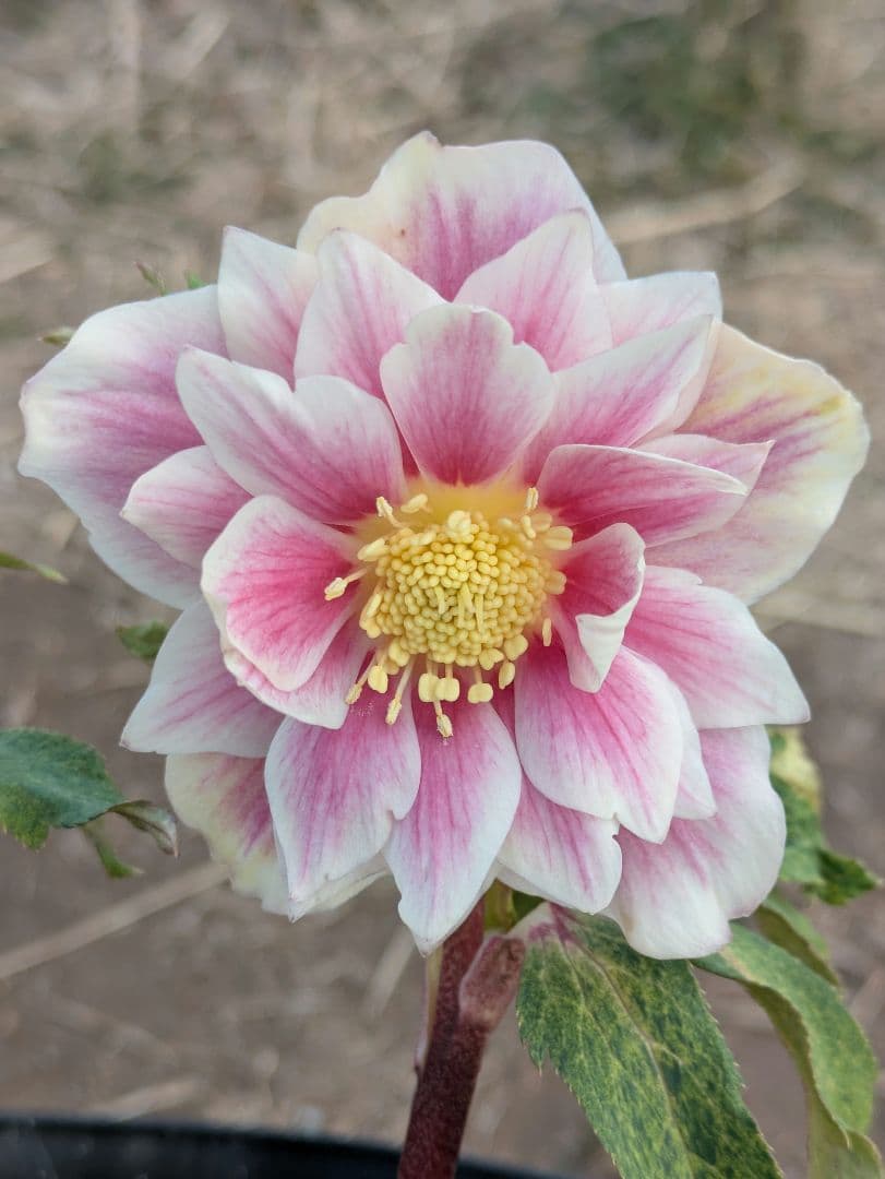 2005年 ガンダム展 ザク 戦争画 RETURNS 番外編 ポスター 会田誠