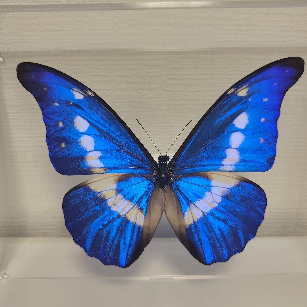 蝶の標本　ジャングルを舞う宝石(特珍) 偏愛宝石の世界” をテーマにしたルースコレクション『宝石標本』を限定