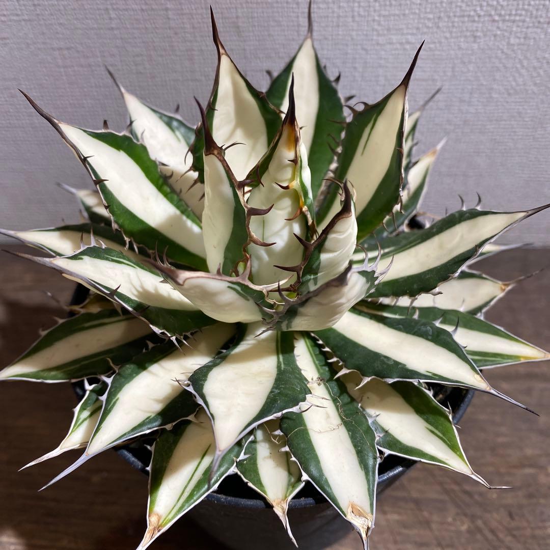 ☆ きり様│クリーム3 &ローション2＋エマルジョン、サンプロ