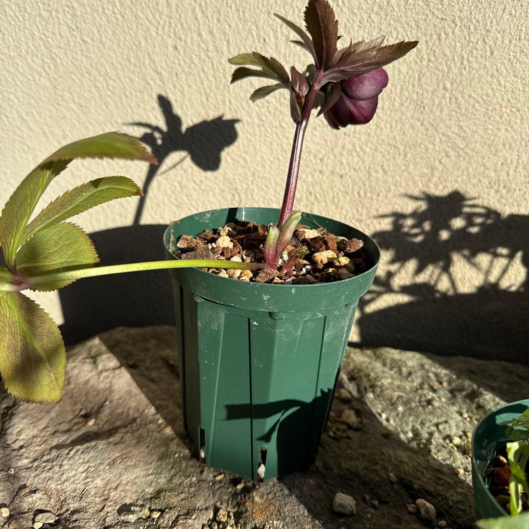 □加藤農園□ グロッシーカラー 今季株分け クリスマスローズ - メルカリ