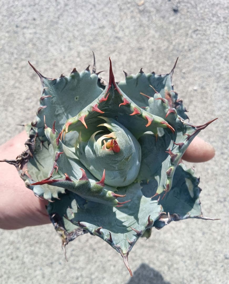 アガベ パラサナ イシスメンシス ハイブリッドアガベ パリー オバティ