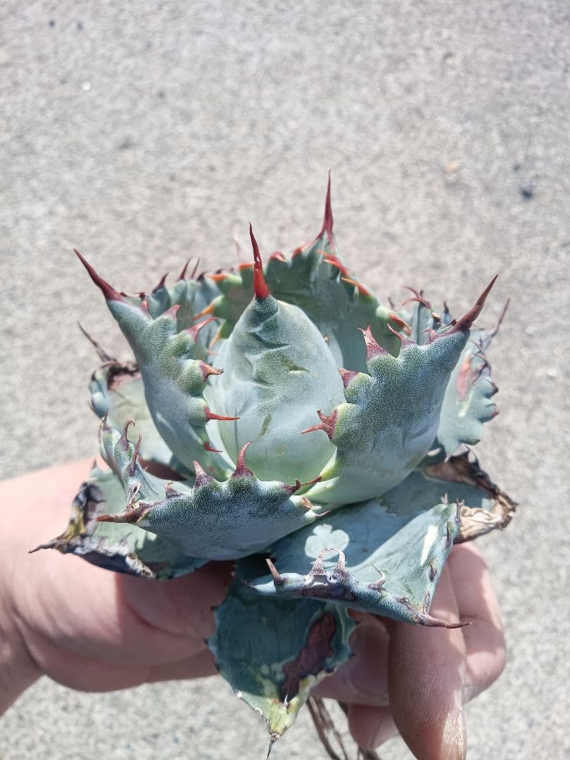 アガベ パラサナ イシスメンシス ハイブリッドアガベ パリー オバティ