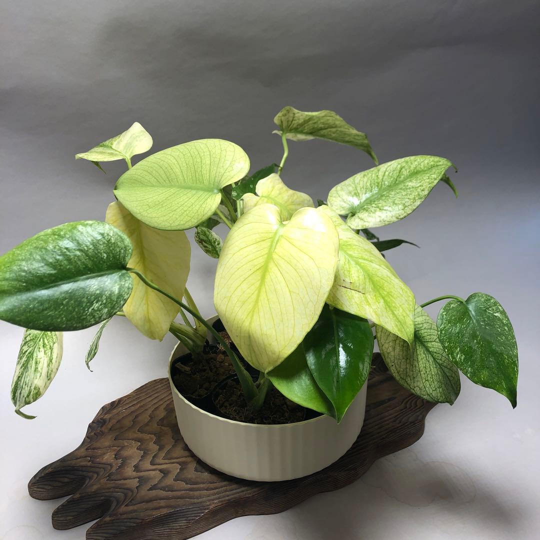 MS62 5株セット【特別選抜】ホワイトモンスター／天津蘭 モンステラ