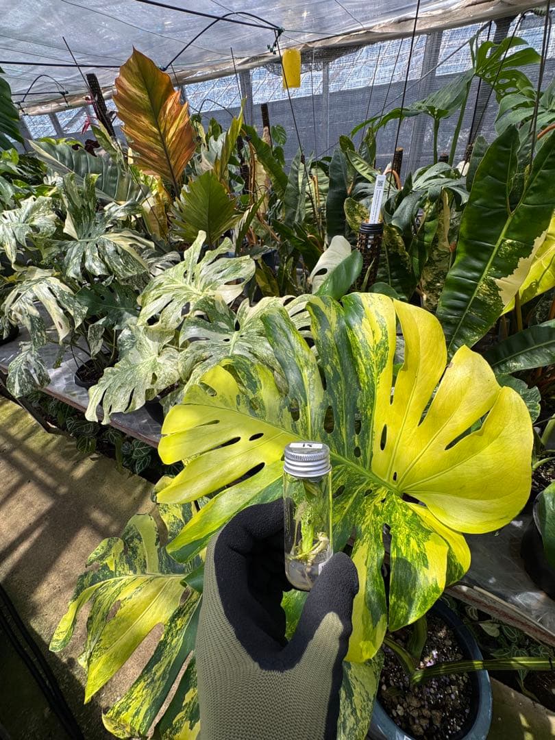 31 モンステラデリシオーサ イエローマリリン 黄斑入り 組織培養苗順化前