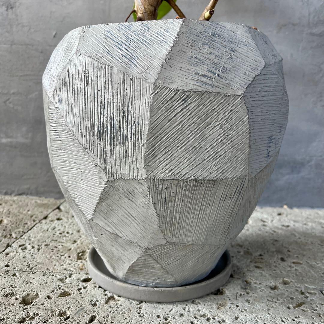 特大 フィカス アルテシマ 曲がり仕立て 9号 陶器鉢 植え込み発送