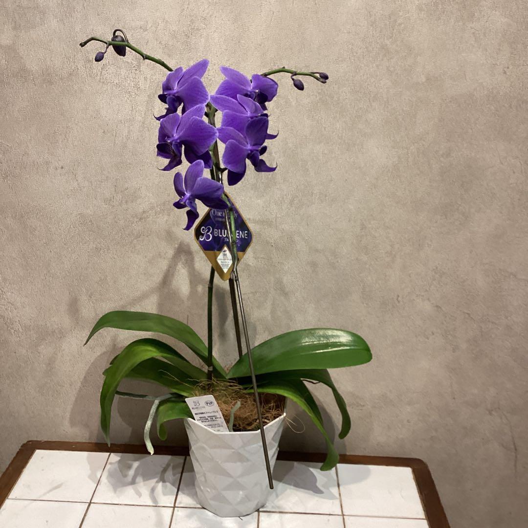 現品❗️超希少❗️胡蝶蘭❤️ブルージーン 1本立