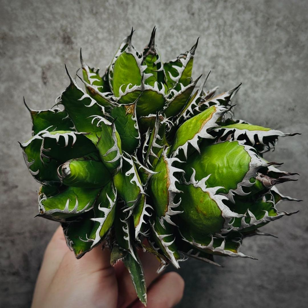 ノ*リ様 多肉植物・アガベ・チタノタ・ホリダ・極上強刺・三頭株 ヴ*ノ様 594 特選 アガベ チタノタ ホリダ 極上鋸歯 陽炎狂棘 極上良型