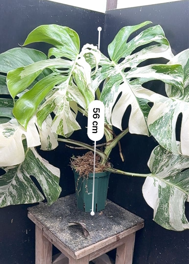 斑入りモンステラ ホワイトタイガー極美大株56cm白斑多 - メルカリ