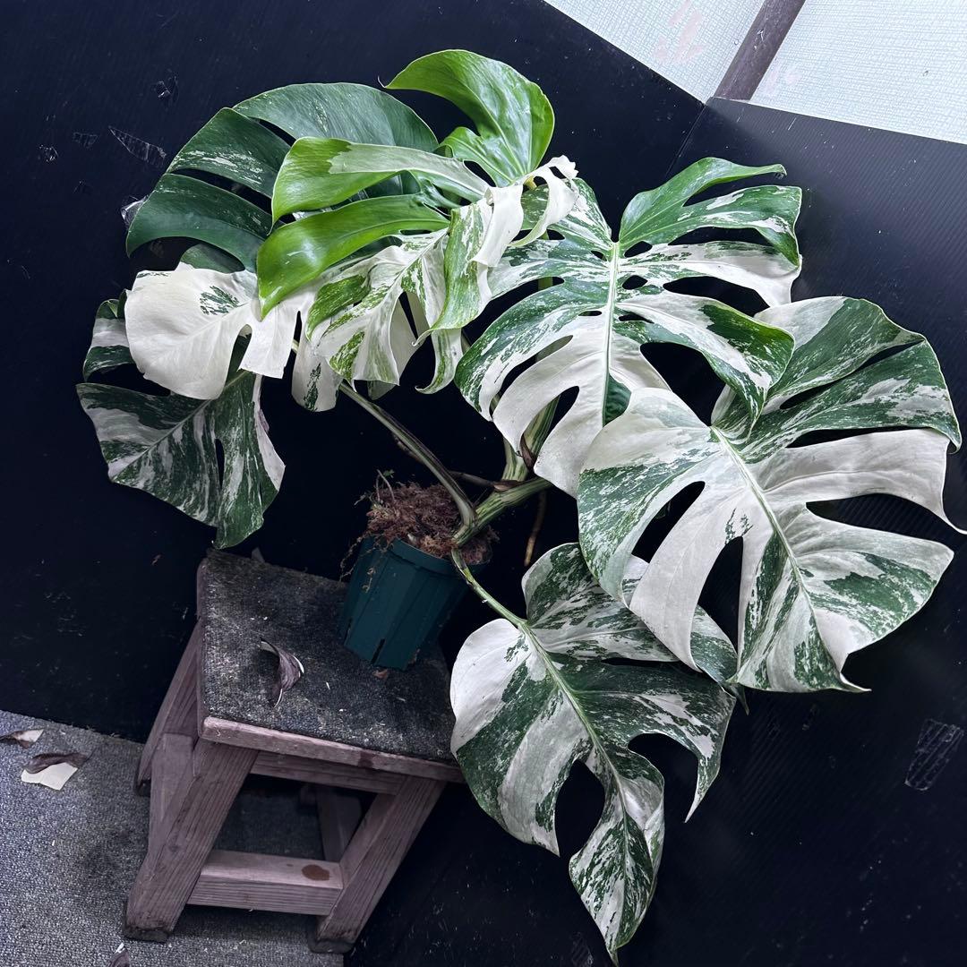 斑入りモンステラ ホワイトタイガー極美大株56cm白斑多 - メルカリ