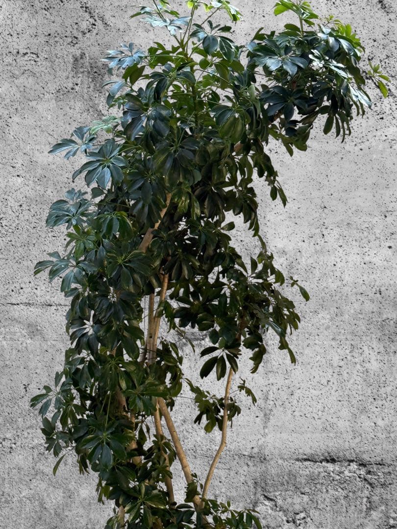 ☆ シェフレラ レナータ♪ 157cm リビングサイズ♪ - メルカリ