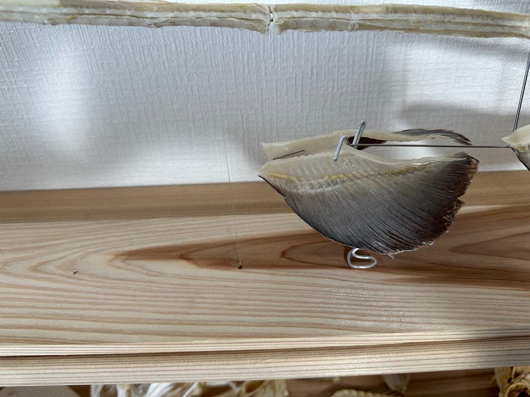 ラブカ 全身骨格 - メルカリ