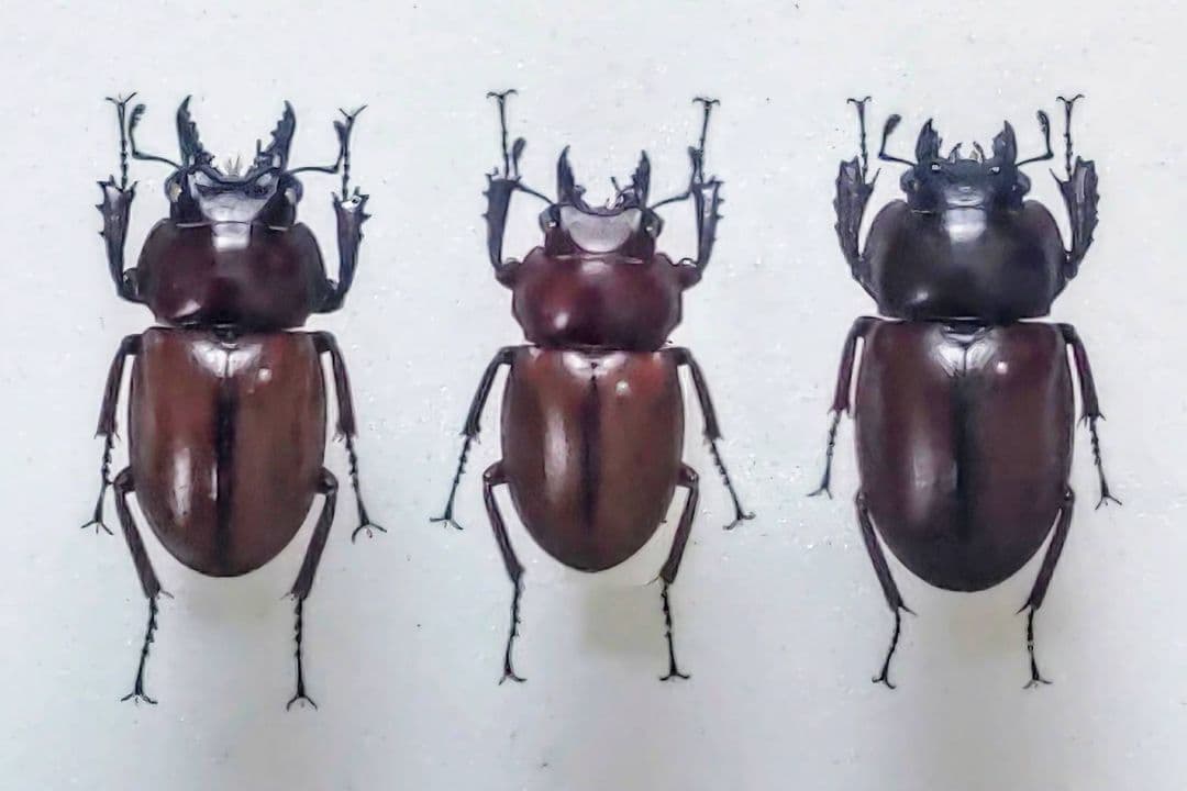 チャイロマルバネクワガタ 標本 2311060002-01_2048x.jpg?v=