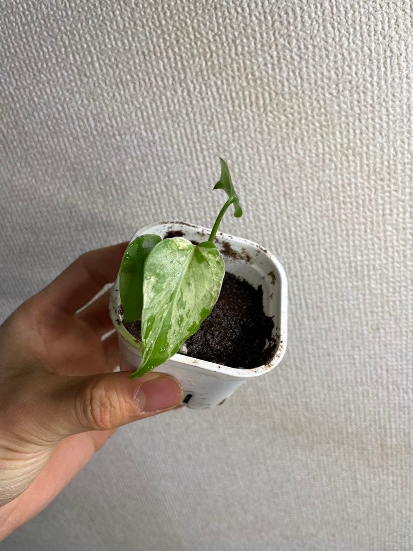 あ*ん様 モンステラ　デリシオーサ　バルバソー fit=scale-down,w=1200