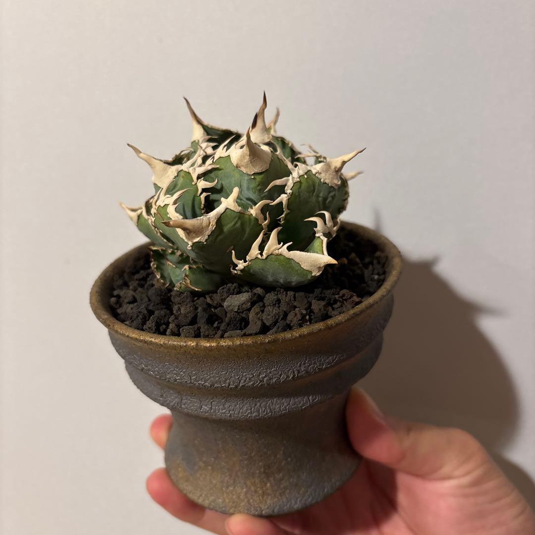 アガベ チタノタ CJ Special 子株 大白鮫 ホオジロザメ 清櫻 - メルカリ