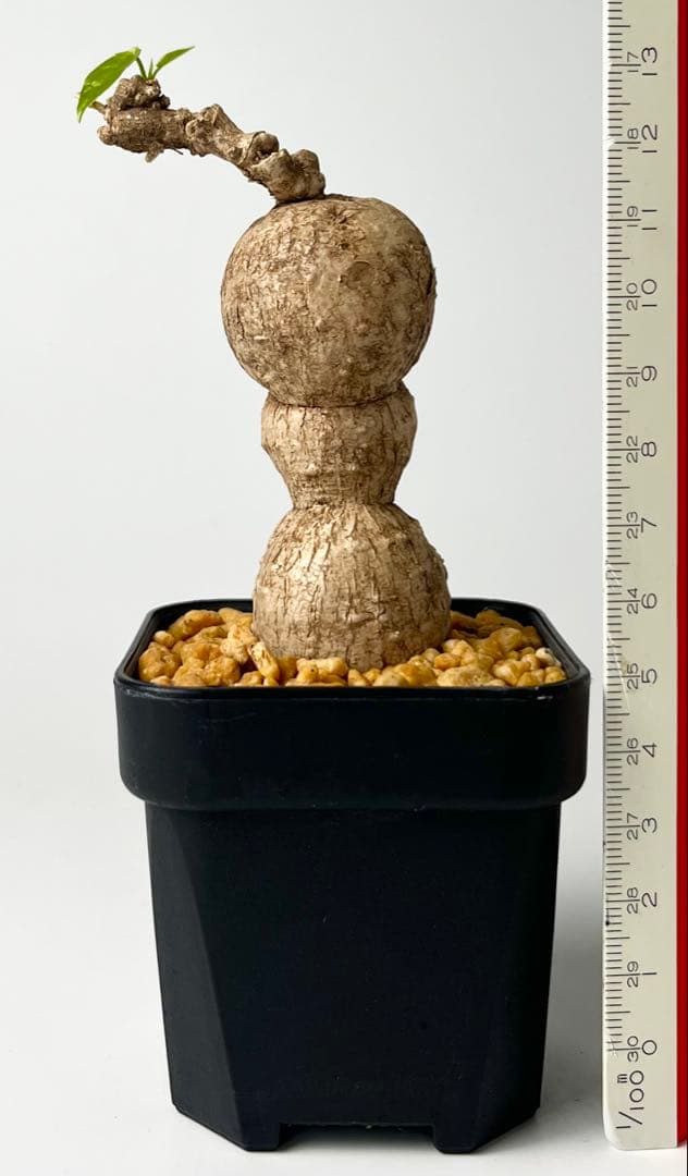 激レア/美/塊根植物】アデニア ペナンギアナ 鉢植え