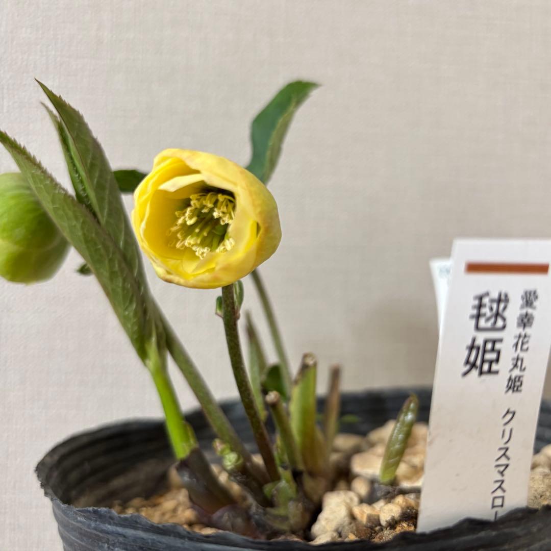 加藤農園 クリスマスローズ 毬姫 イエロー小輪 カップ咲 - メルカリ