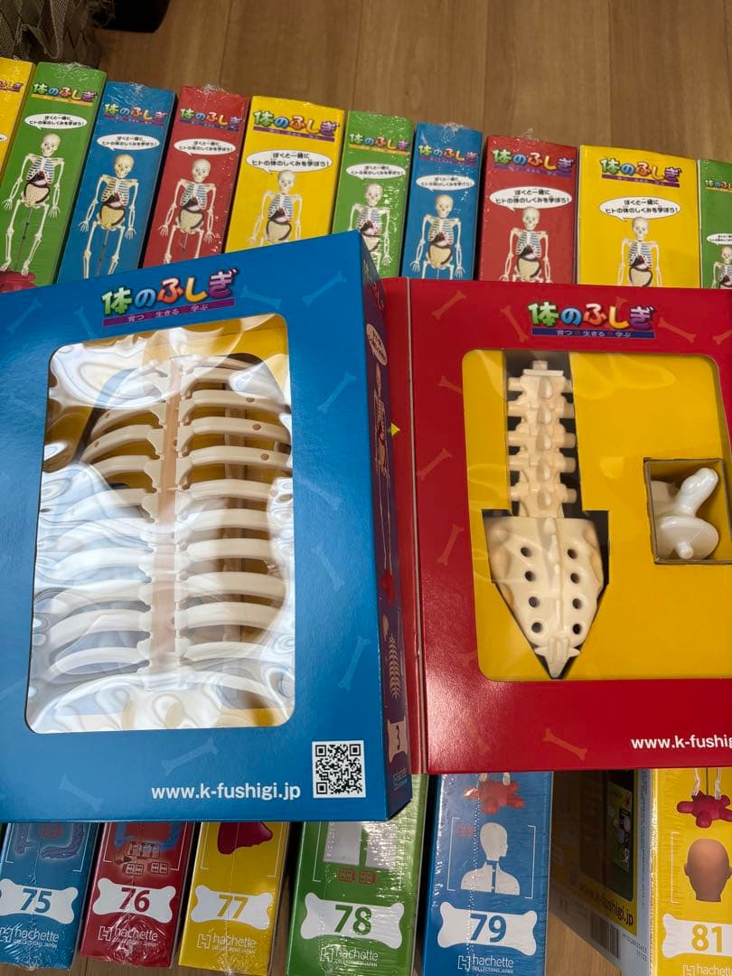 最終値下げ❗️アーサー　人体模型 セット 101個　バインダー14冊付きます