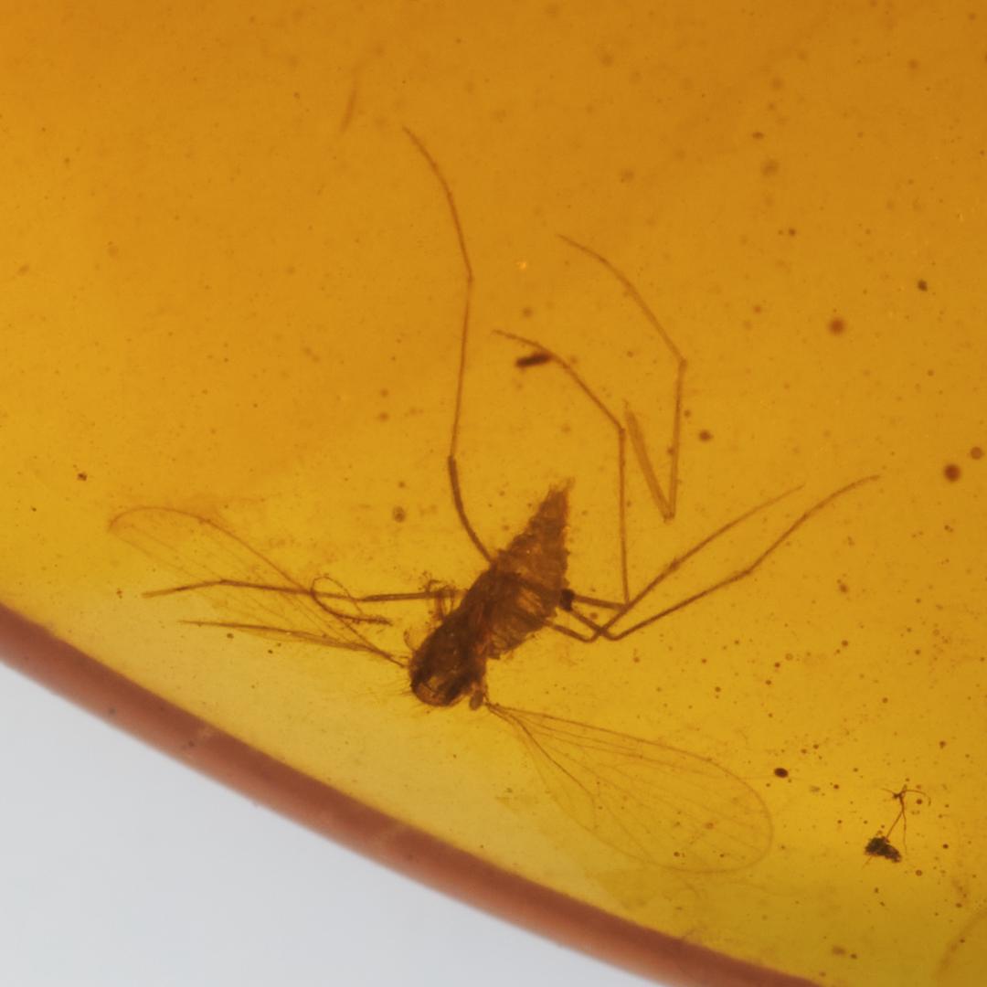 ZB327虫入り琥珀化石 ミャンマー カムティかタナイ産 9900万年前