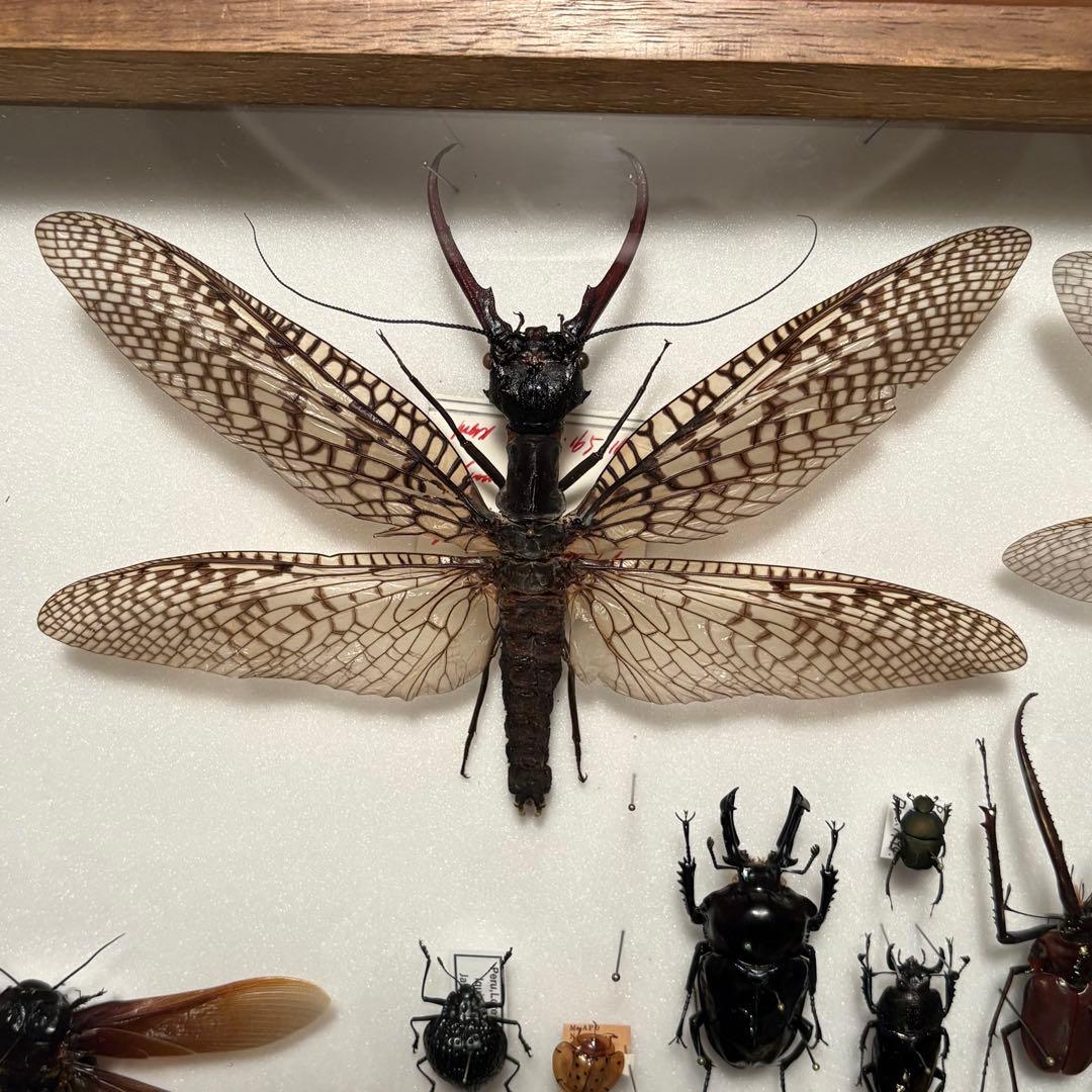 オオキバヘビトンボ　専用 ヘビトンボの仲間 | カッきれぃ | 日本蝶類研究会