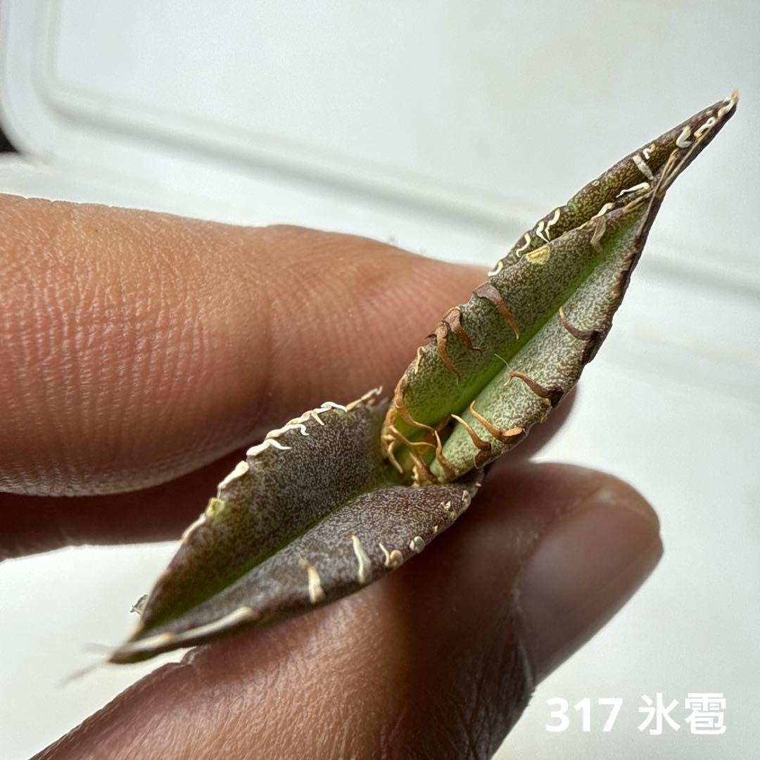 317 アガベ チタノタ 氷雹 - メルカリ