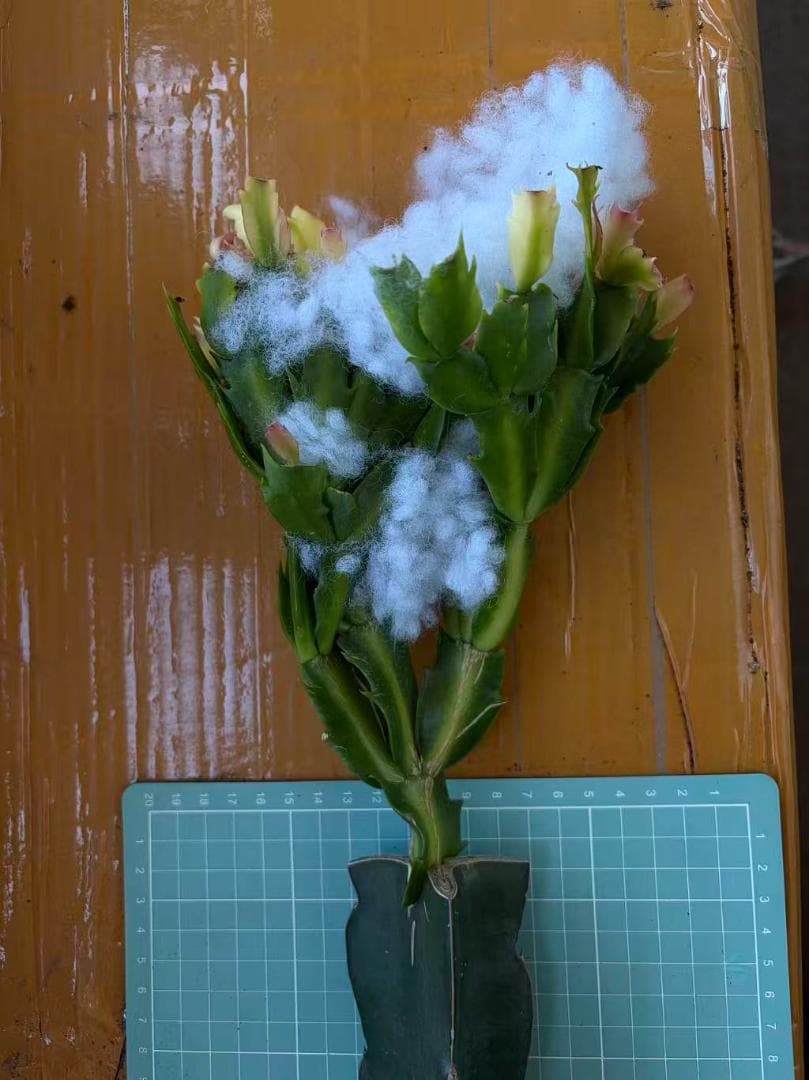 クラウン様専用】シャコバサボテン 赤羽＋黄羽＋バハ 接木 - メルカリ