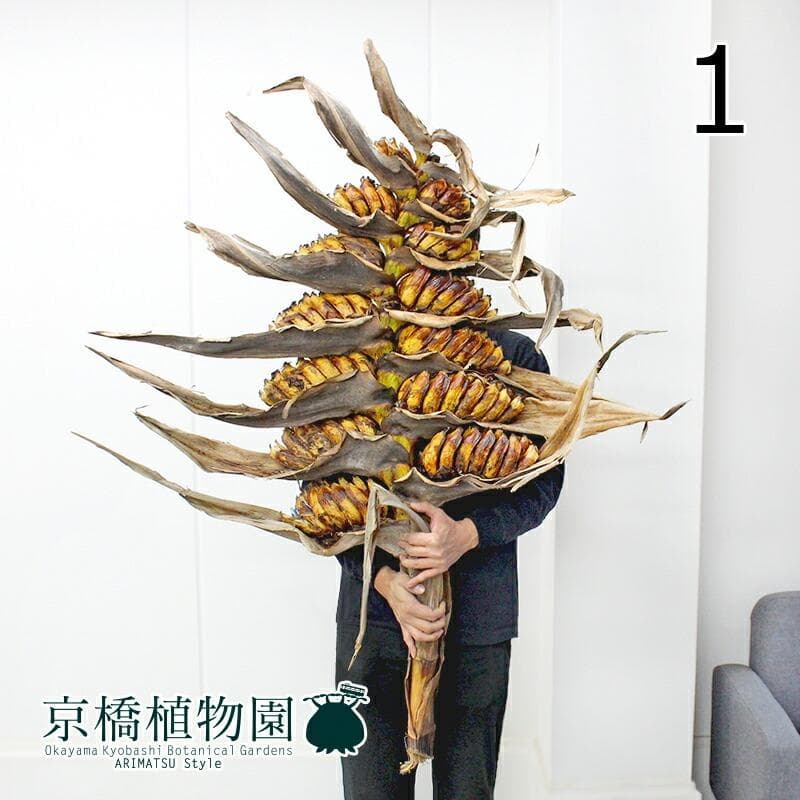 芭蕉・嵐雪・蕪村 論考／福本良二／和泉書院／初版 芭蕉・嵐雪・蕪村