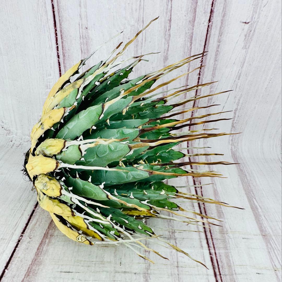 48 アガベ ユタエンシス エボリスピナ 陽炎 ロングスパイン - メルカリ