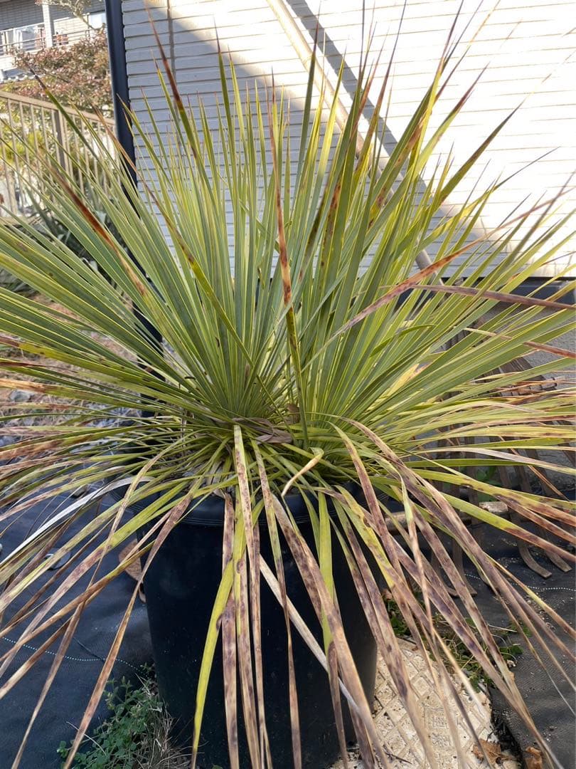 ロストラータダブルヘッド